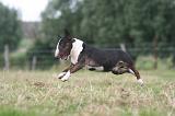 BULL TERRIER MINIATURE 068
